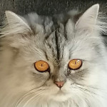 صورة الملف الشخصي